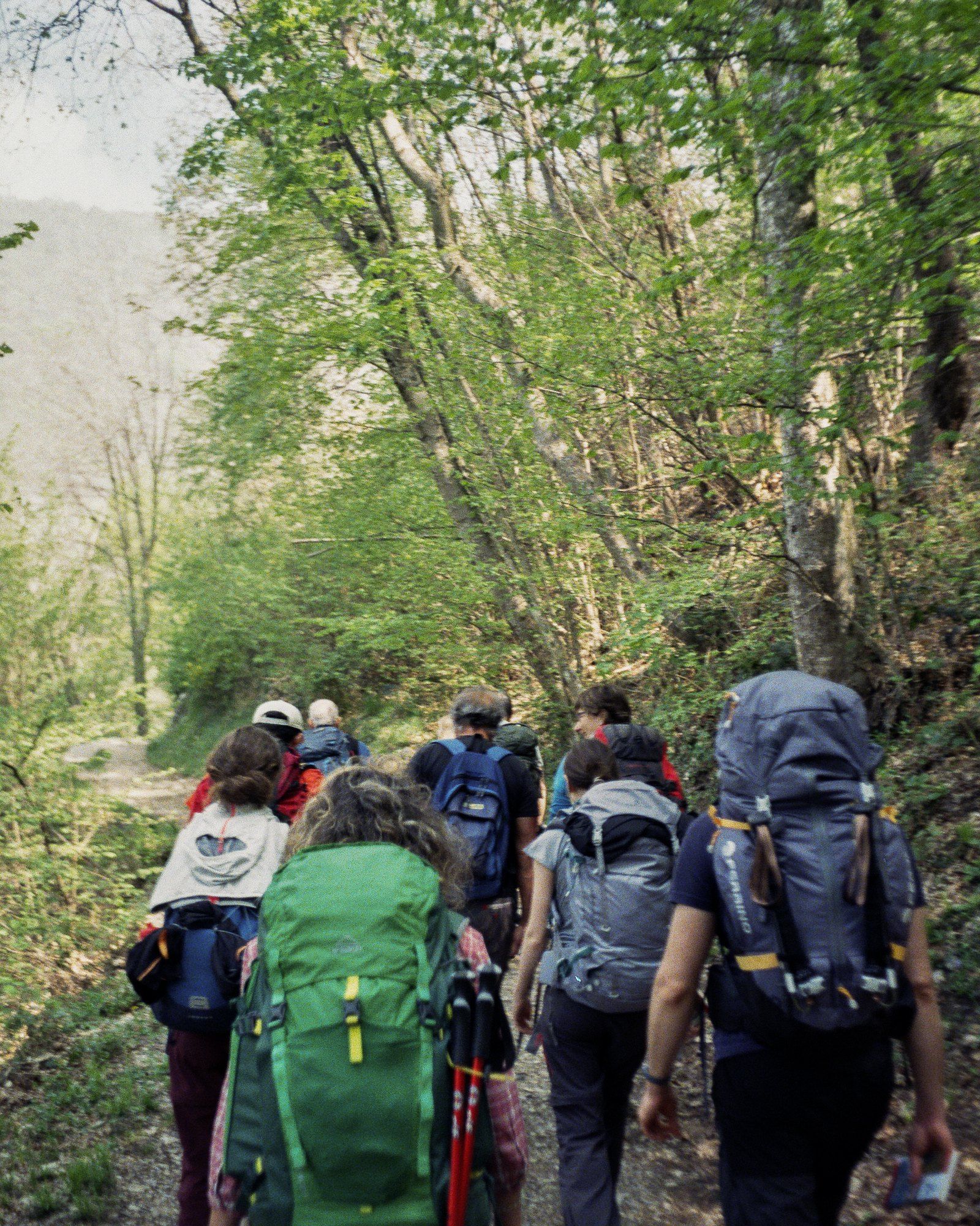 Escursionisti visti di spalle, con gli zaini grandi, su una strada sterrata tra i faggi
