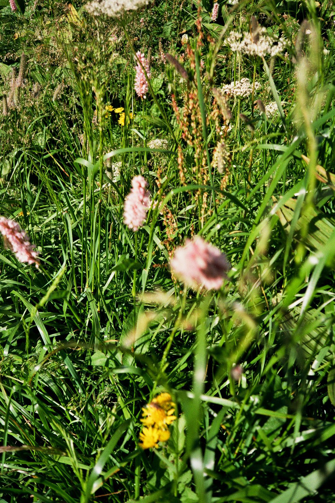 Fiori di campo gialli e rosa tra l’erba alta di un prato